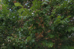 Ulmus-minor