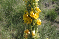 Verbascum-thapsus-1