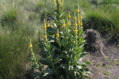 Verbascum-thapsus-2