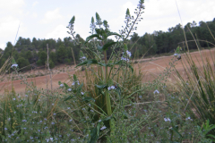 Veronica-anagallis-aquatica-1