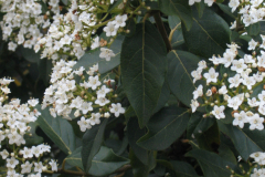 Viburnum-tinus-1