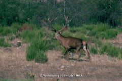 Ciervo-3
