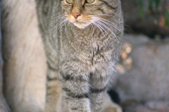Gato-montés