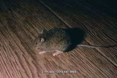Ratón-casero