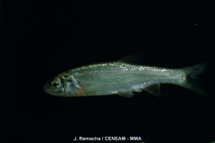 Bermejuela
