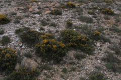 Aulagares-de-Genista-pumila