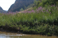 Carrizales-con-Lythrum-salicaria-Cabriel