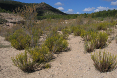 Comunidad-de-Ditrichia-viscosa