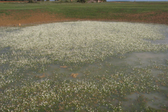 Comunidad-de-Ranunculus-baudotii-Lavajo-Verezo