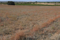 Comunidades-arvenses-de-otoño-con-Salsola-kali