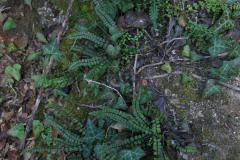 Comunidades-de-Asplenium-fontanum