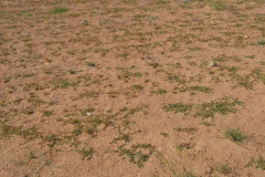 Comunidades-de-borde-de-pantano-de-Potentilla-supina-Alarcón