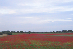 Comunidades-de-campos-de-cereales-con-Papaver-rhoeas