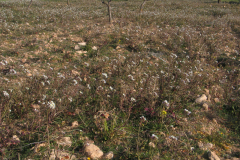 Comunidades-primaverales-de-cultivos-con-Diplotaxis-erucoides