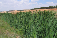 Eneales-Pantano-Alarcón