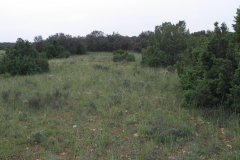 Enebrales-de-Juniperus-hemisphaerica-Campillo