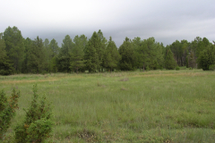 Fenalares-y-sabinares-albares-con-pinos-resineros-Masegosas