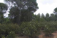 Jarales-de-Cistus-ladanifer