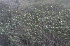 Jarales-de-Cistus-laurifolius