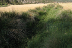 Juncales-de-Scirpus-holoschoenus