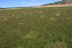 Juncales-del-Pantano-de-Alarcón