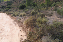 Matorrales-de-Salsola-vermiculata-amenazados-por-ensanche-de-la-pista