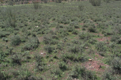 Matorrales-subnitrófilos-de-Artemisia-glutinosa