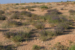 Matorrales-subnitrófilos-de-Hyssopus-officinalis