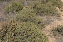 Matotorrales-halonitrófilos-de-Salsola-vermiculata