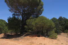 Pinares-de-Pinus-pinaster-sobre-arenas