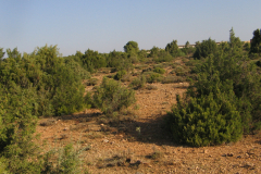 Sabinares-subrupícolas-Almodovar