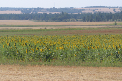 girasoles_Almodovar